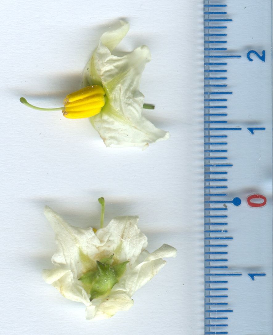 solanum tuberosum