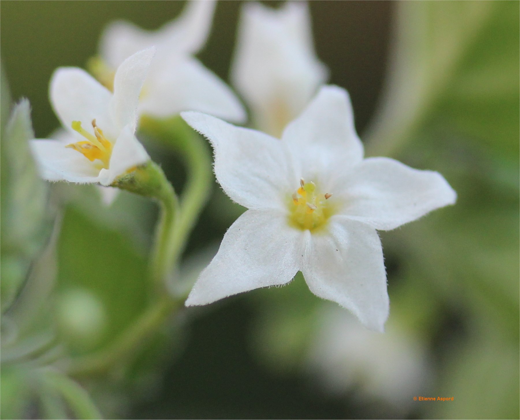 solanum villosum