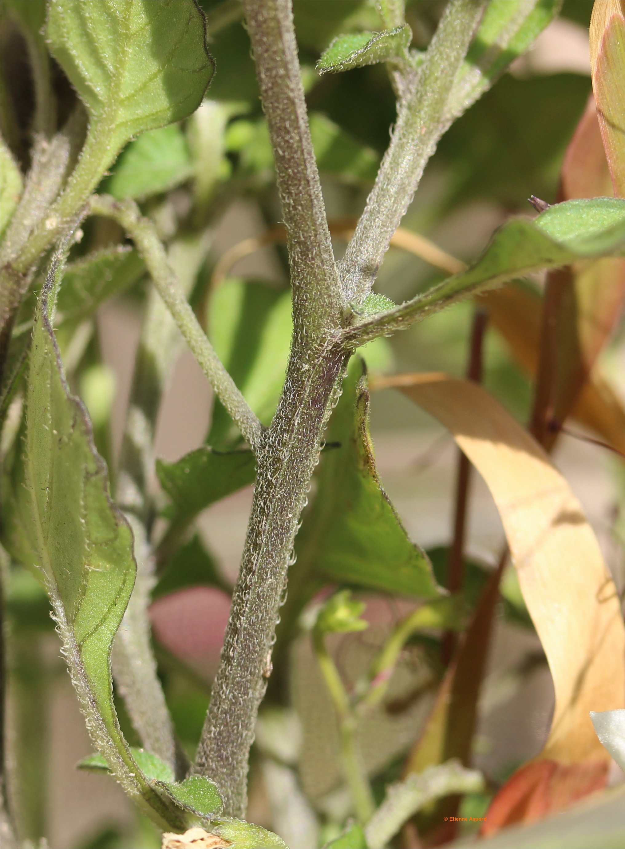 solanum villosum
