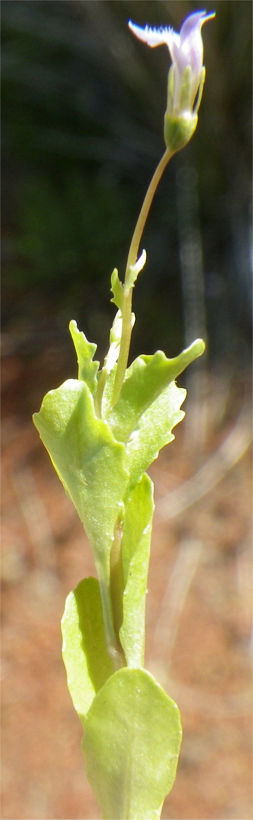 Solenopsis laurentiasolenopsis laurentia