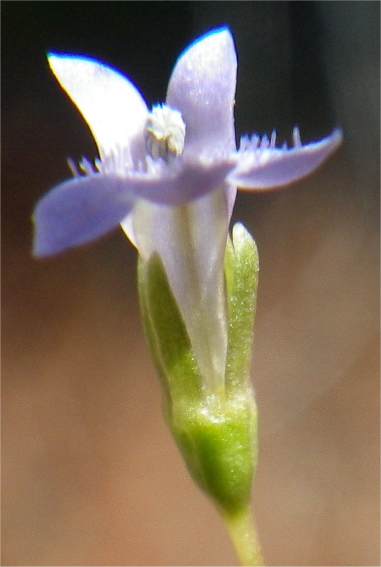 Solenopsis laurentiasolenopsis laurentia