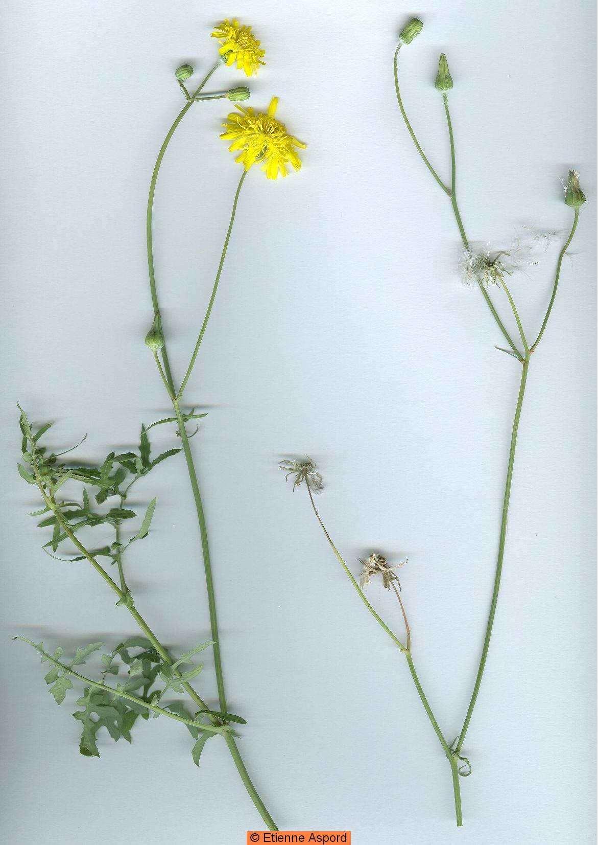 sonchus tenerrimus