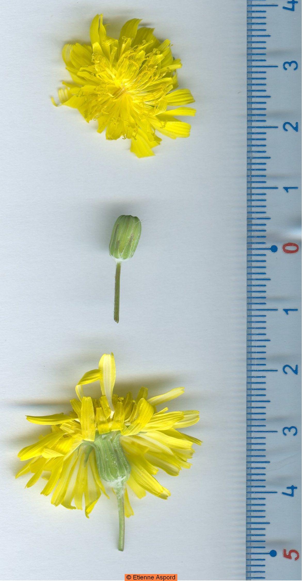 sonchus tenerrimus