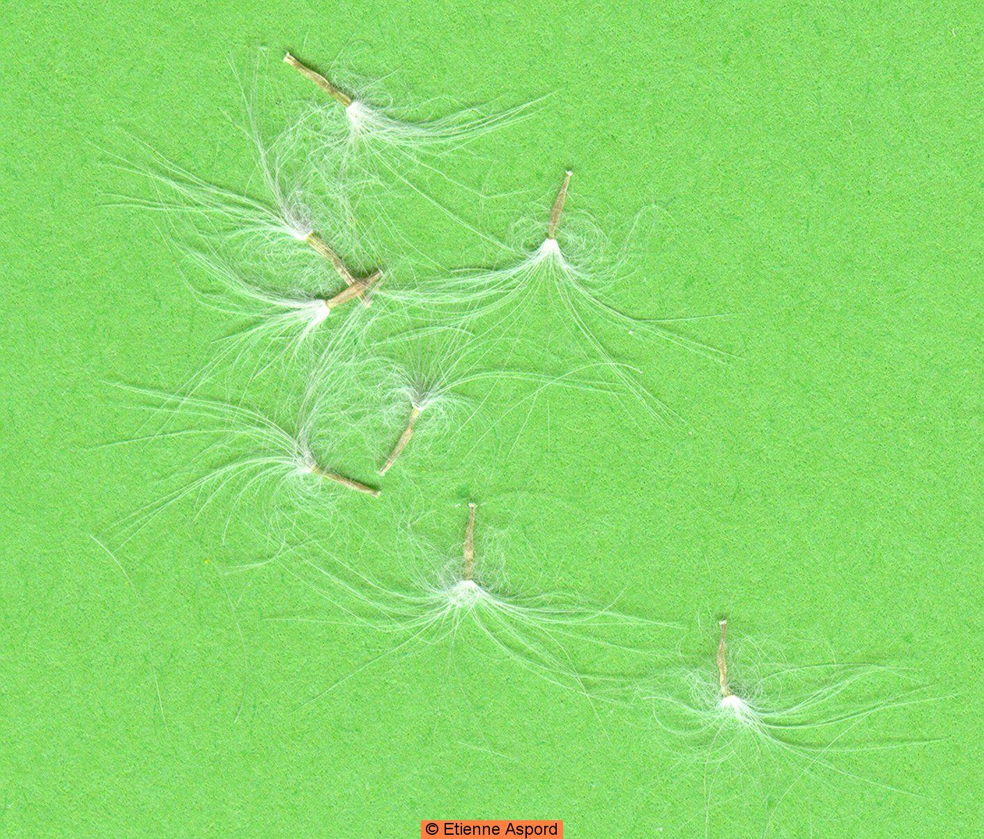 sonchus tenerrimus