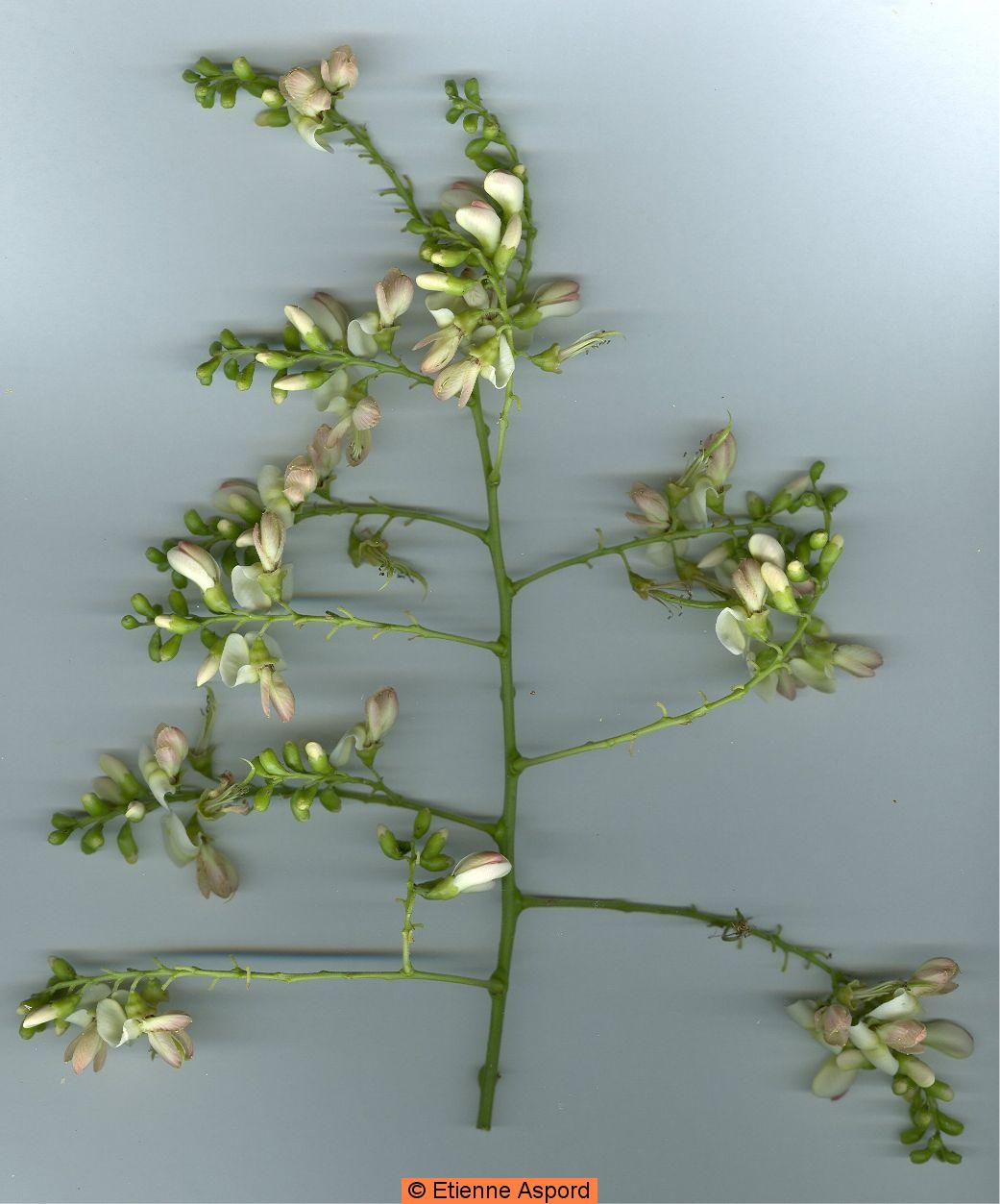 Sophora japonica