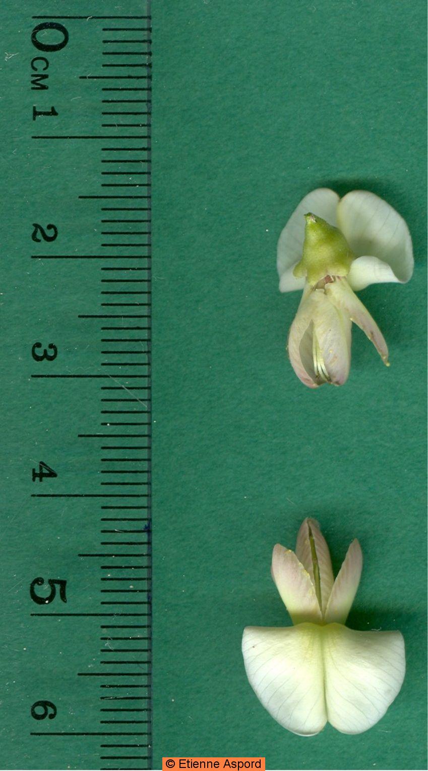 Sophora japonica