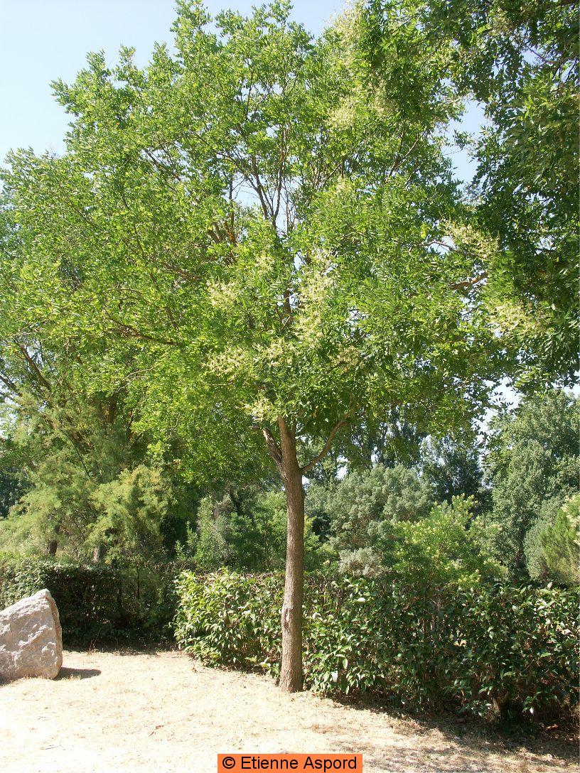 Sophora japonica