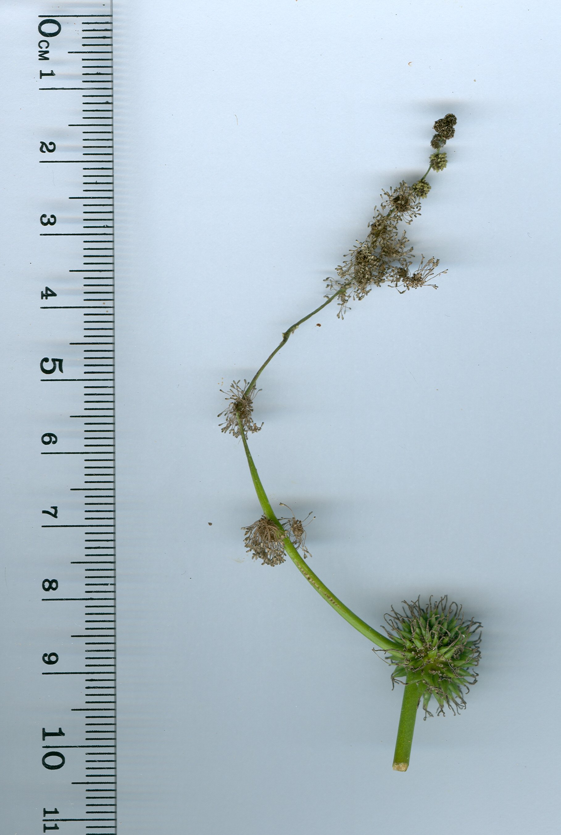 sparganium-erectum