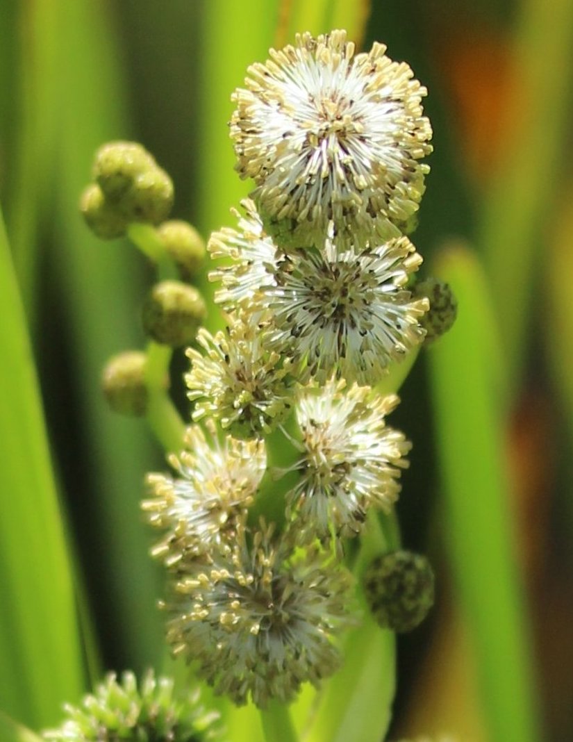 sparganium-erectum