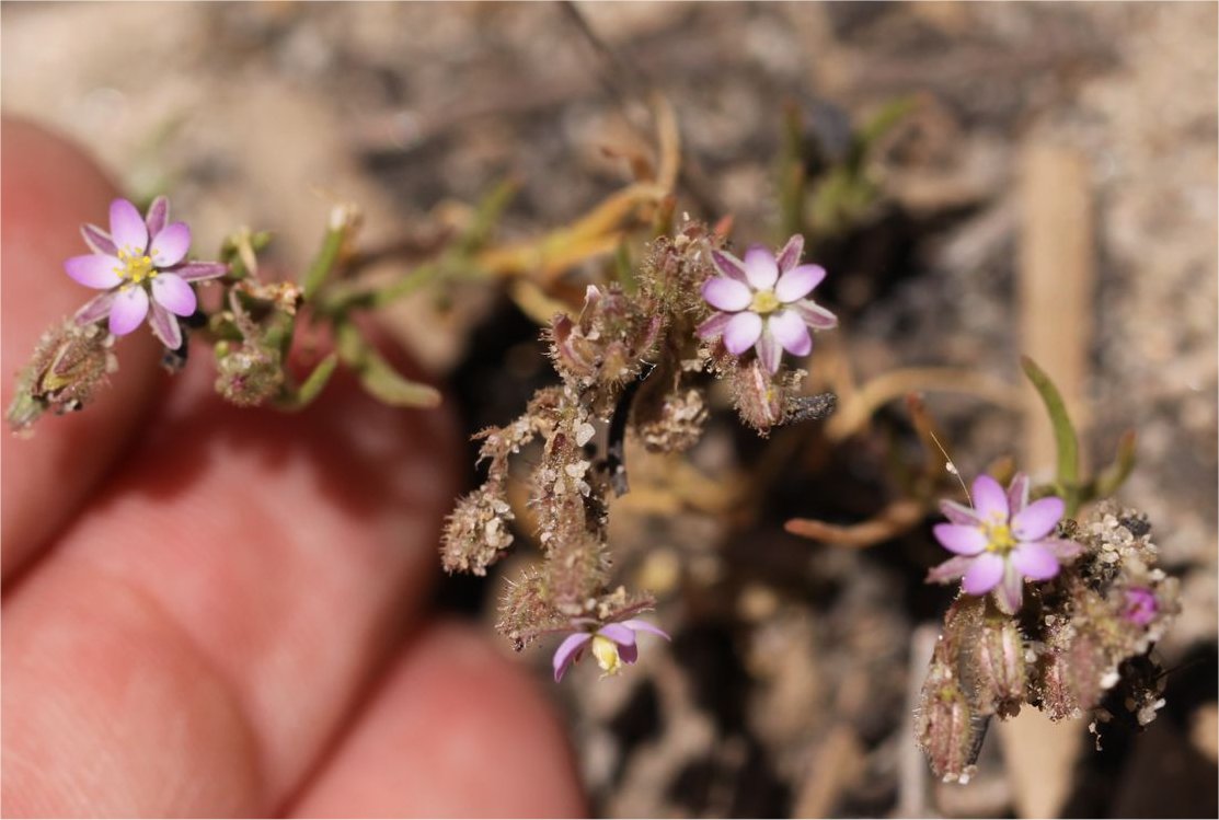 spergula bocconei