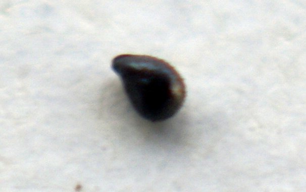 spergula heldreichii