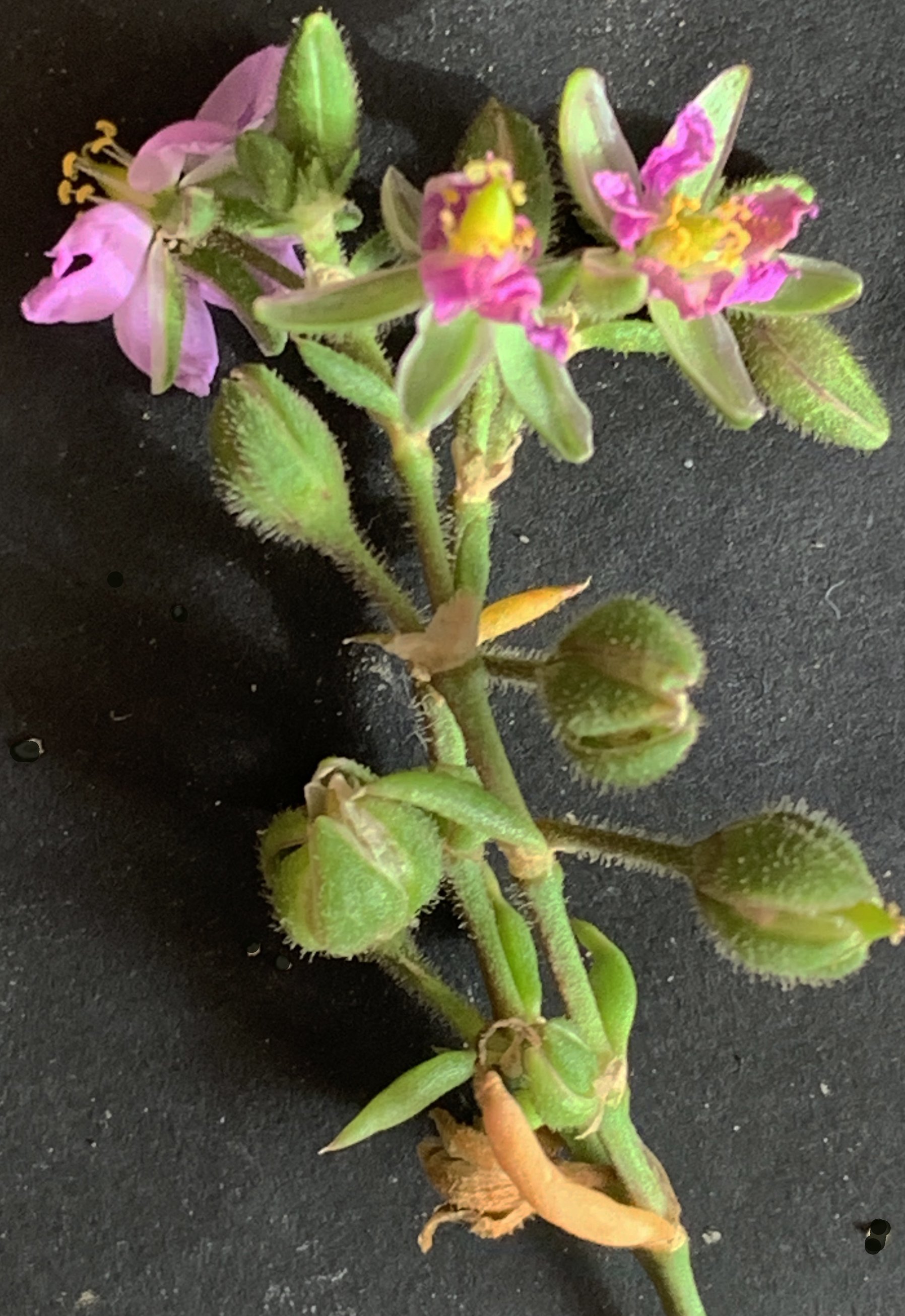 spergula heldreichii
