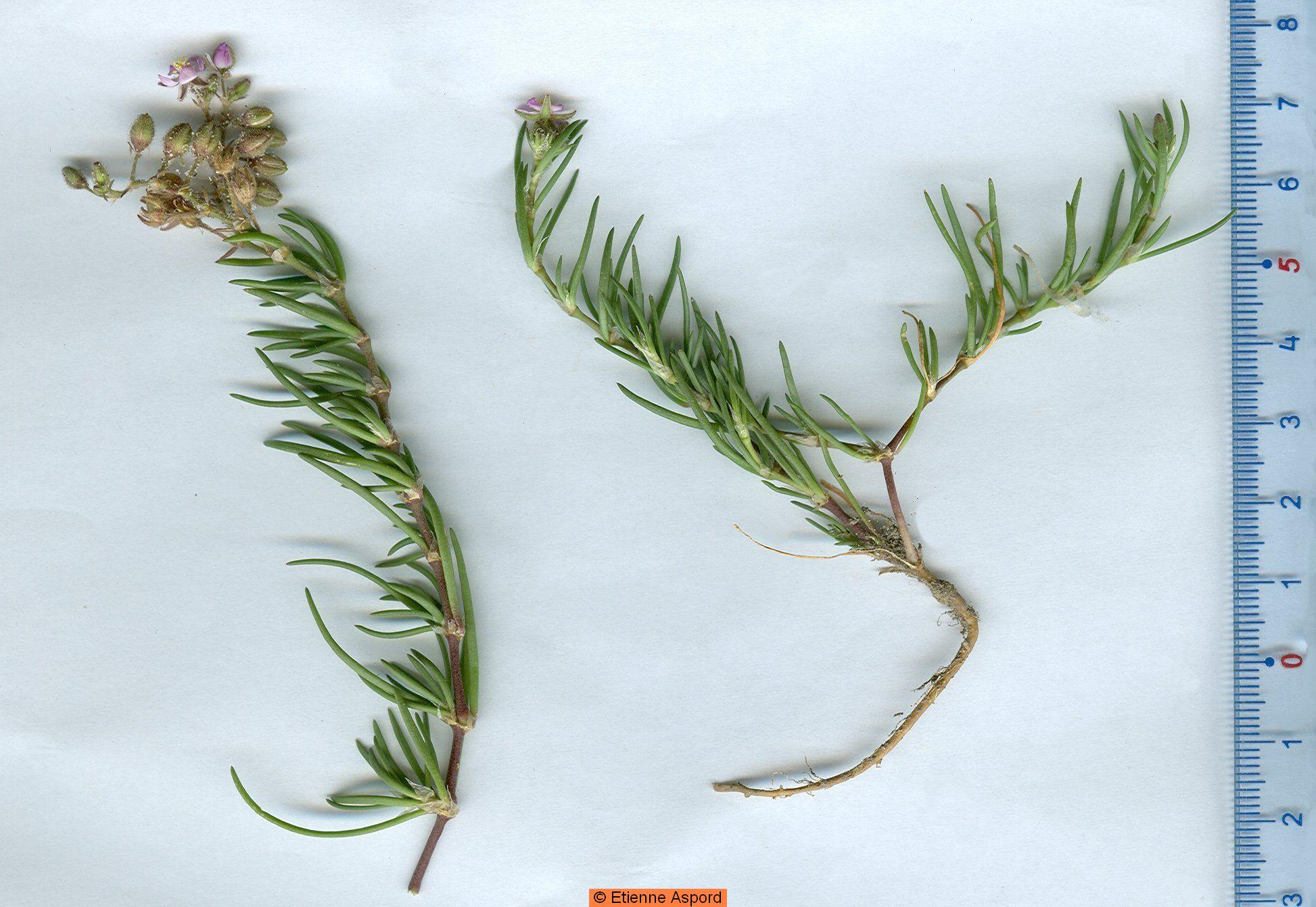 spergularia marina