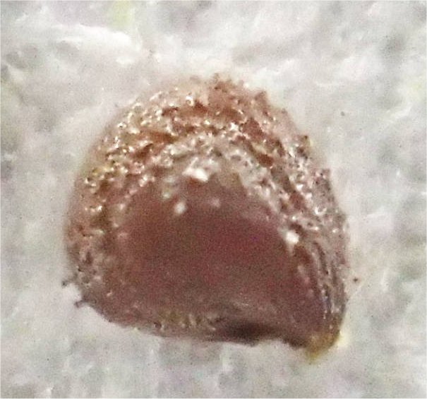 spergularia rubra 