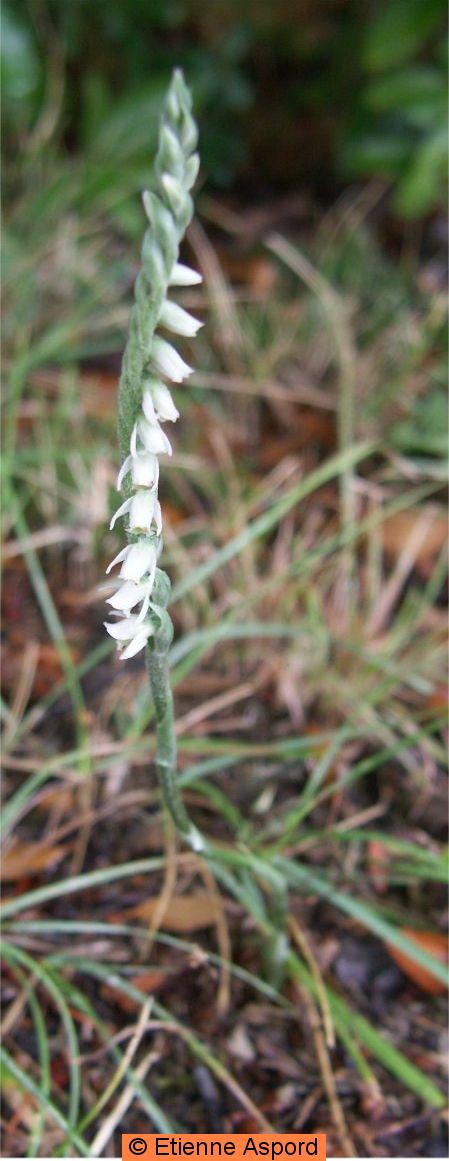 spiranthes spiralis