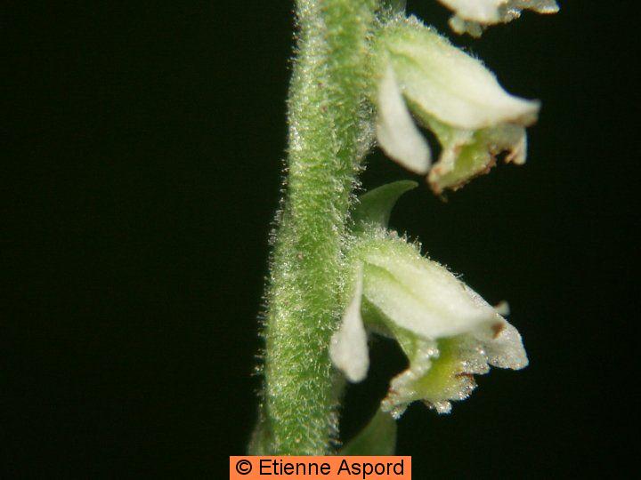 spiranthes spiralis