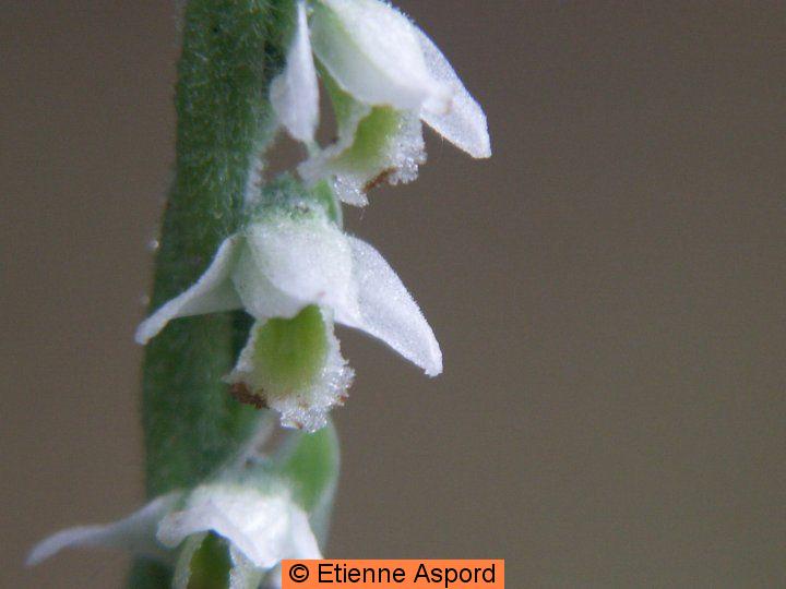 spiranthes spiralis
