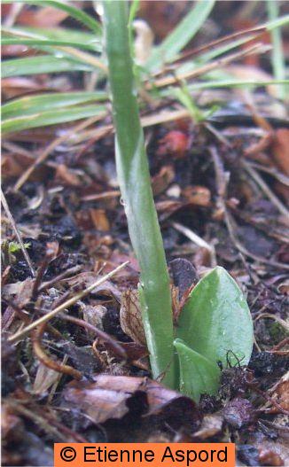 spiranthes spiralis