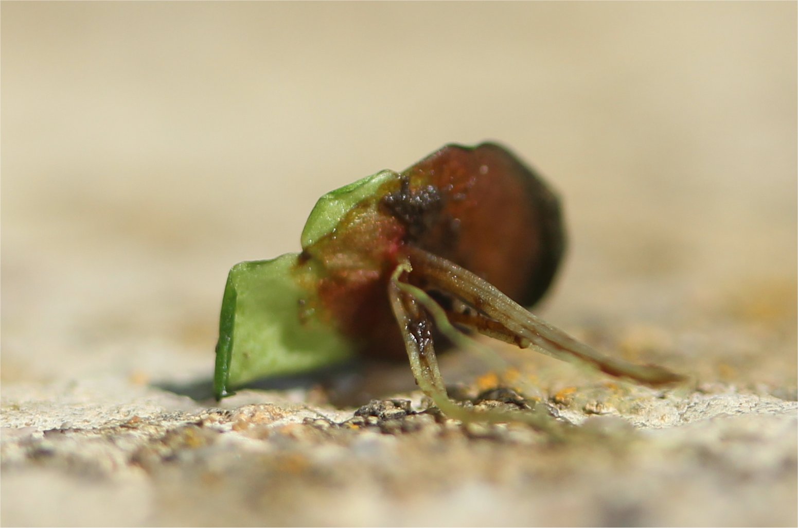 spirodela-polyrhizaSpirodela polyrhiza