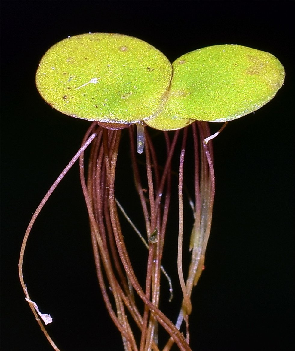 spirodela-polyrhizaSpirodela polyrhiza