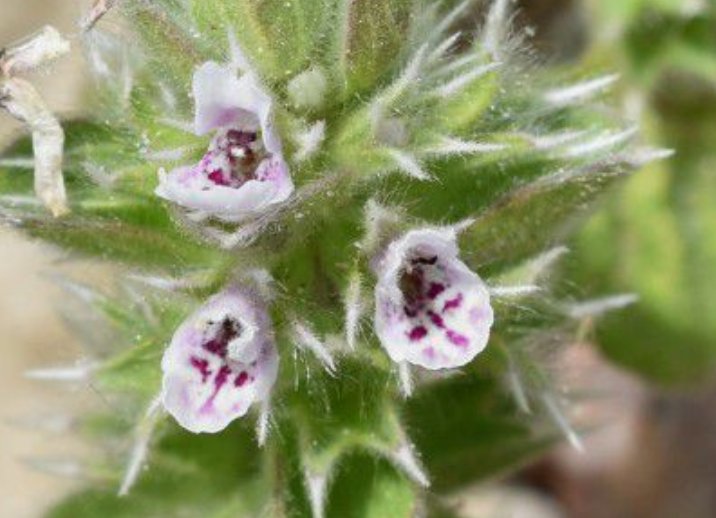 stachys brachyclada