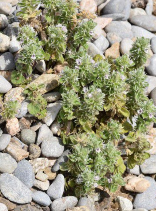 stachys brachyclada