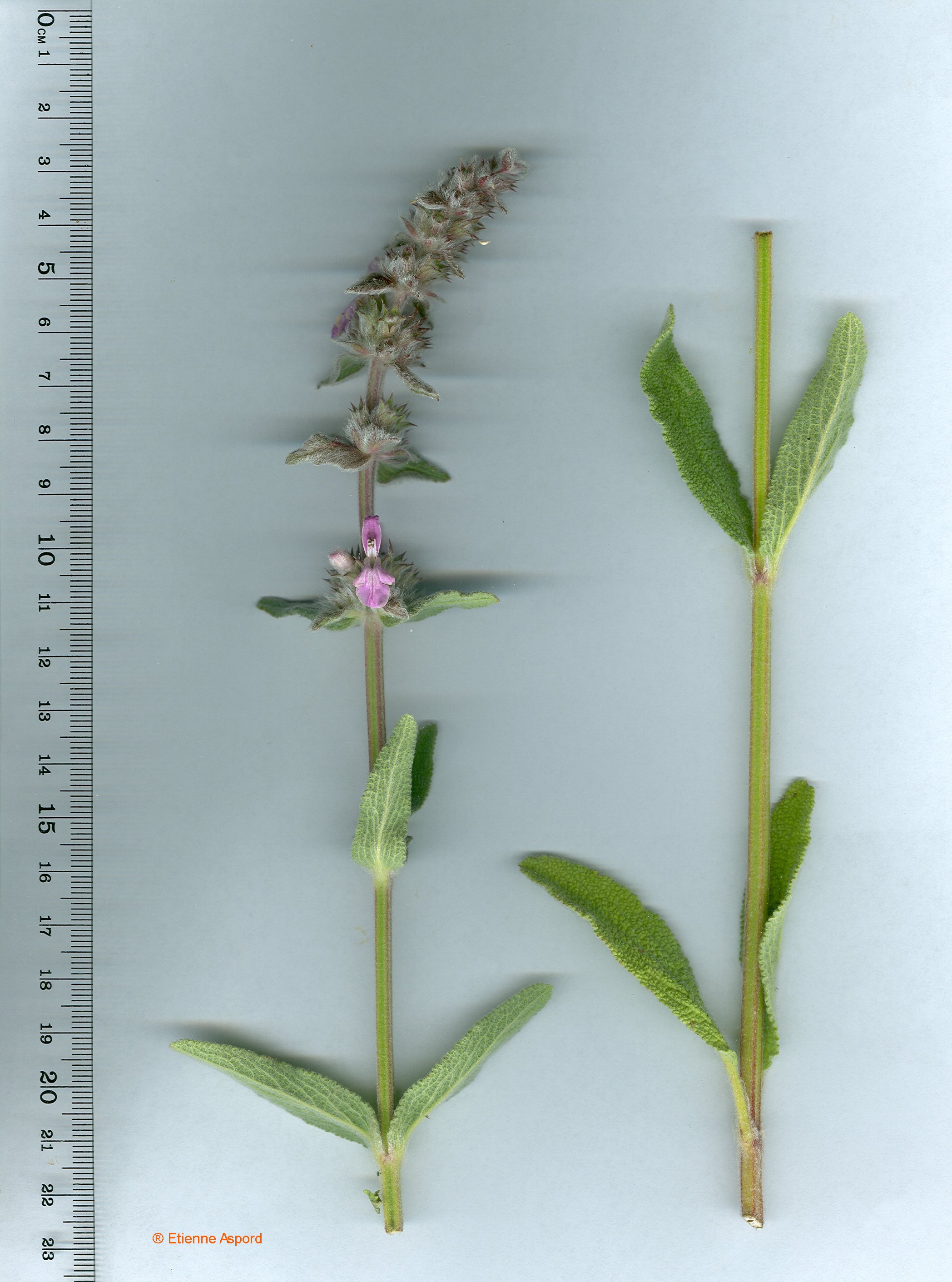stachys cretica