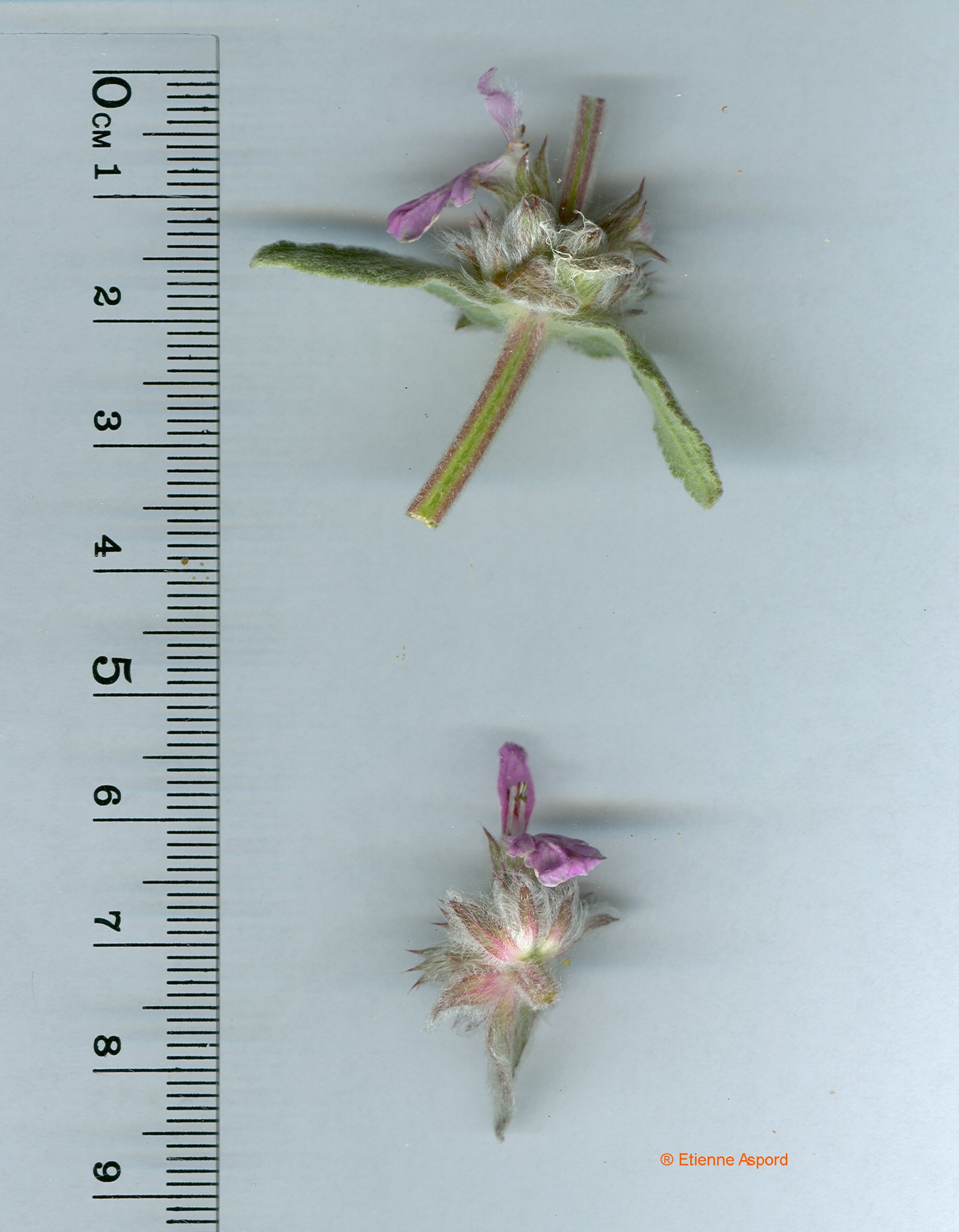 stachys cretica