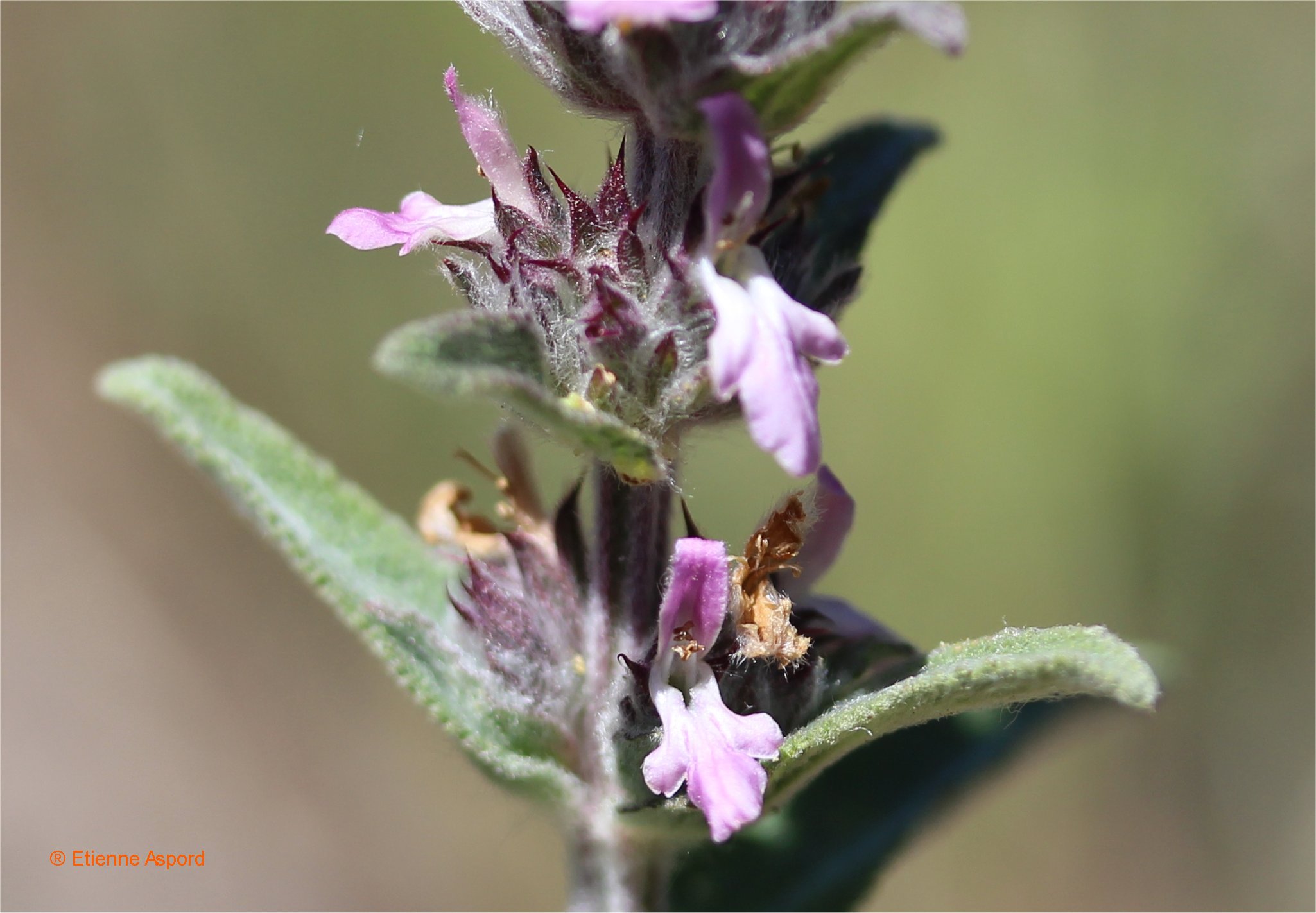 stachys cretica