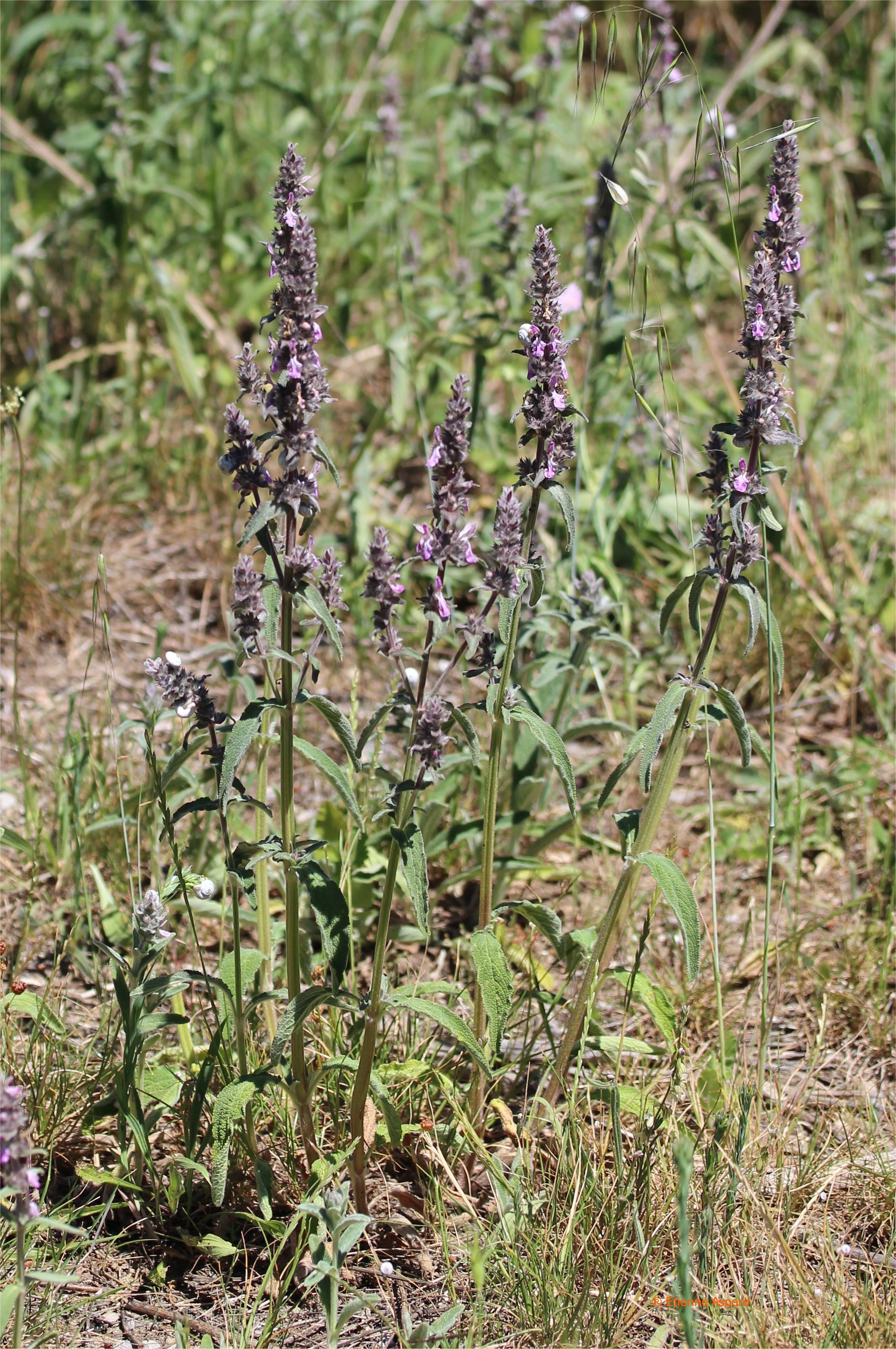 stachys cretica