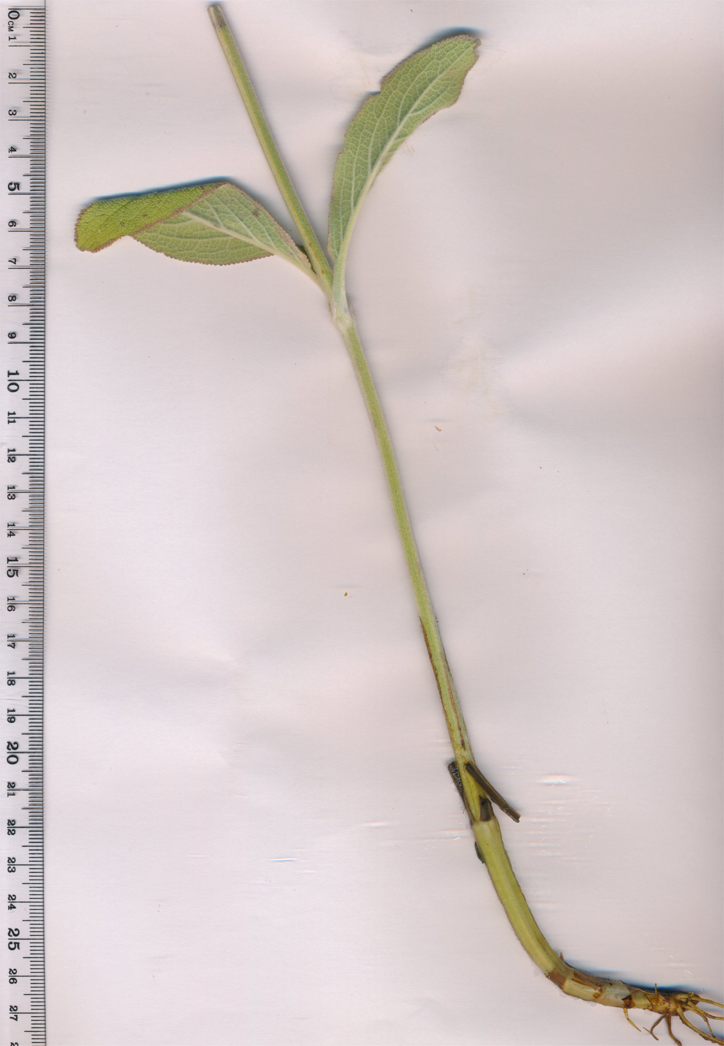 stachys germanica
