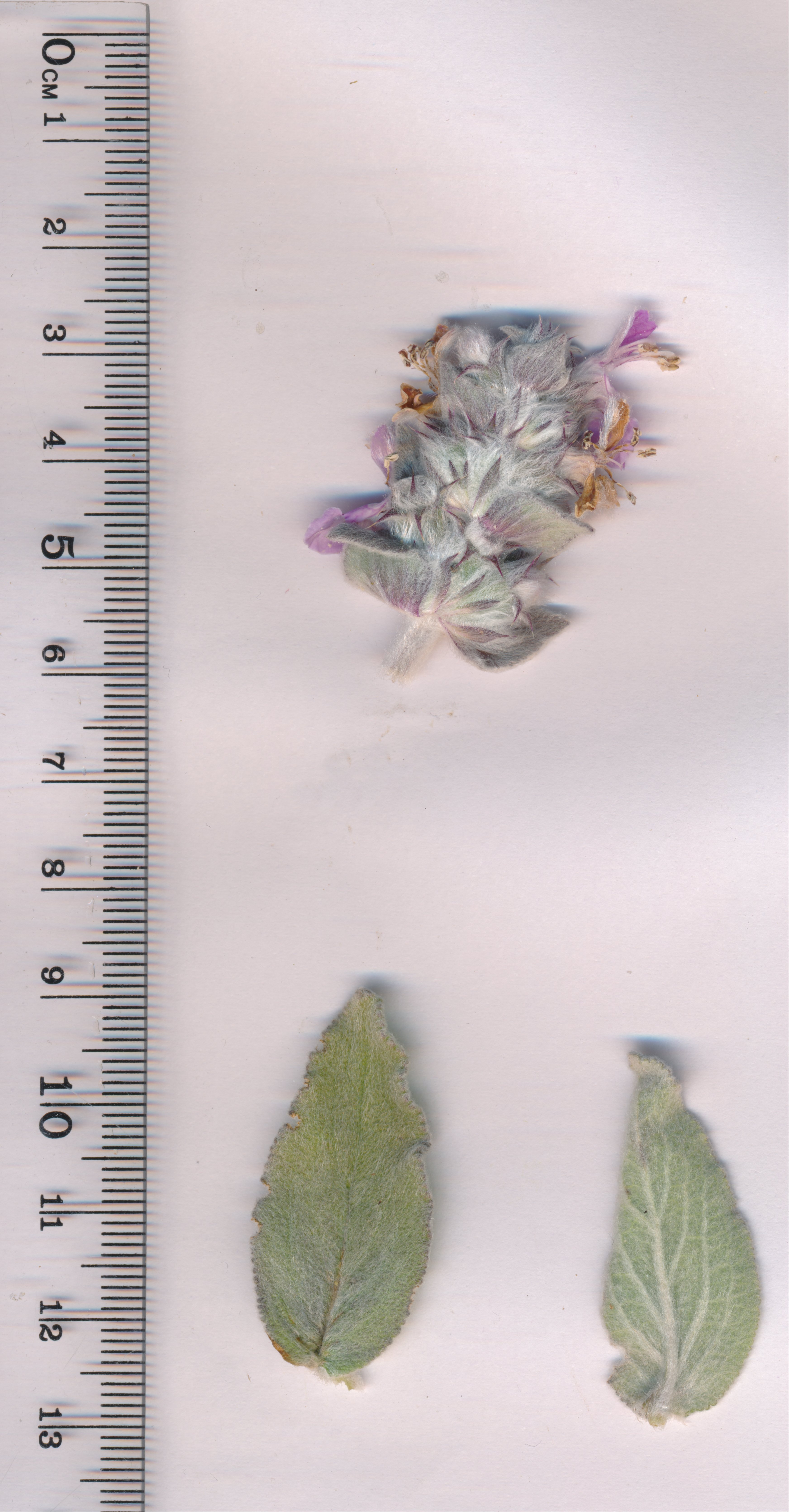 stachys germanica
