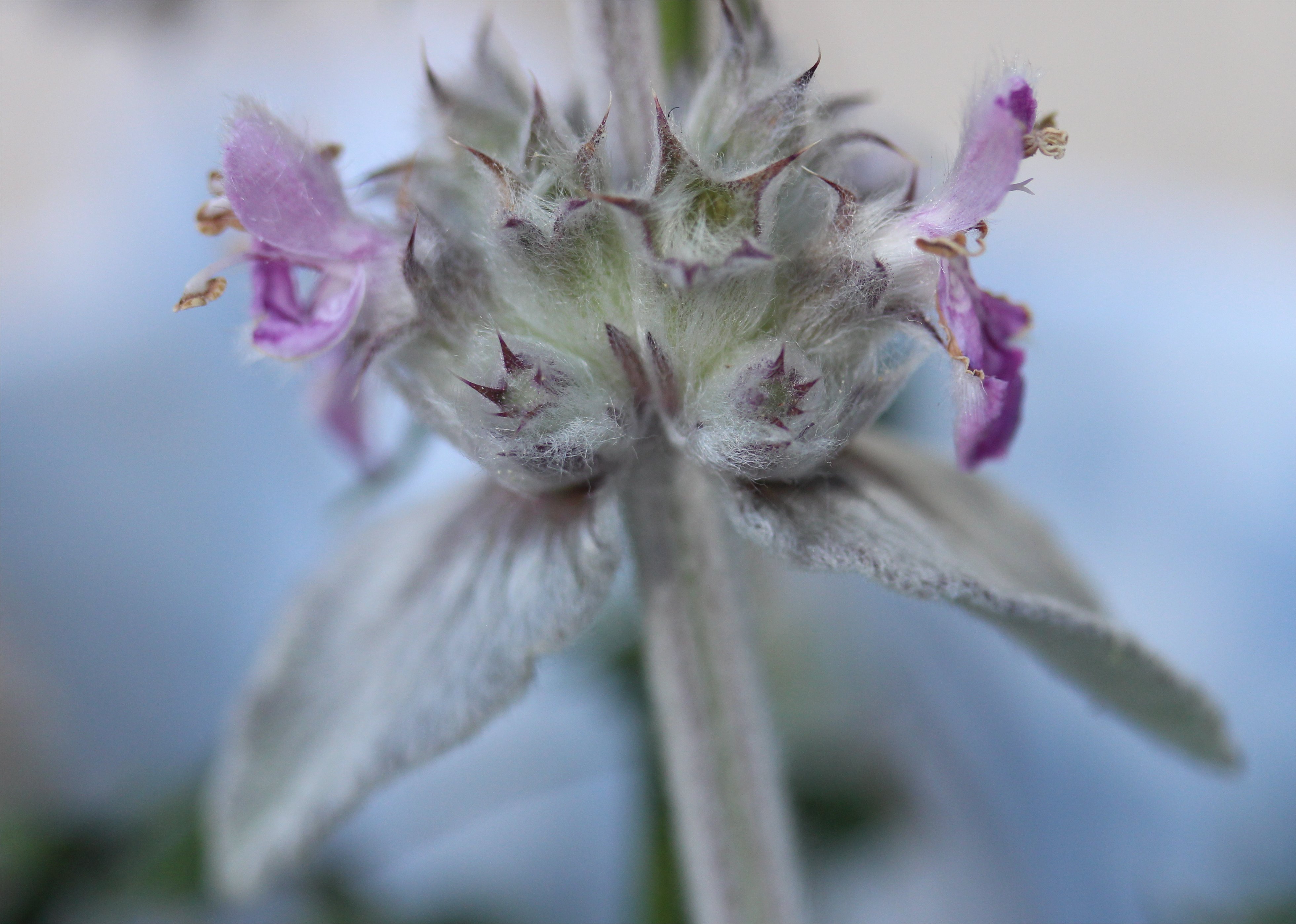 stachys germanica
