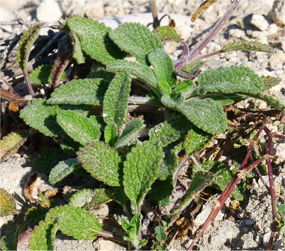 stachys maritima