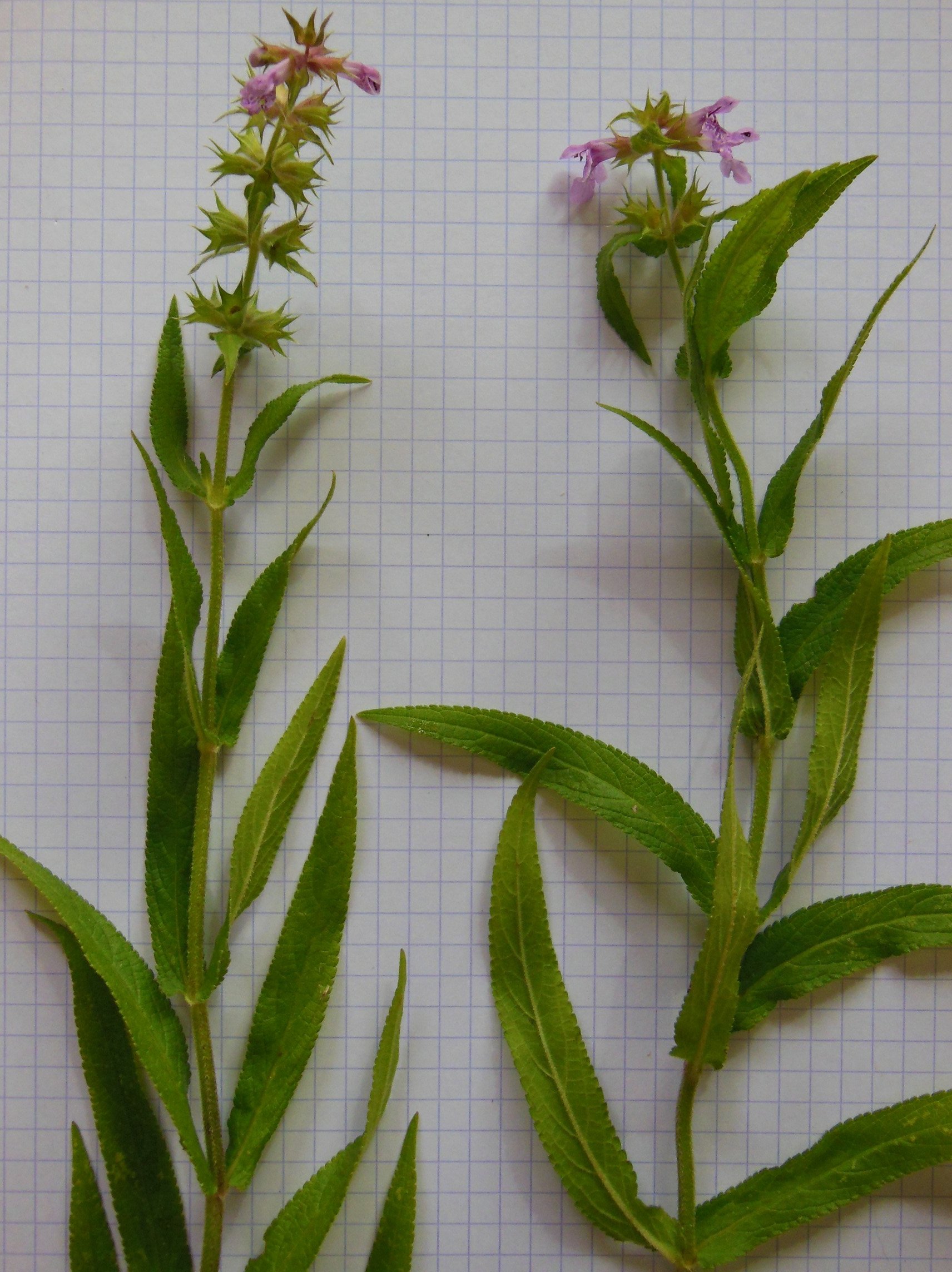 stachys palustris