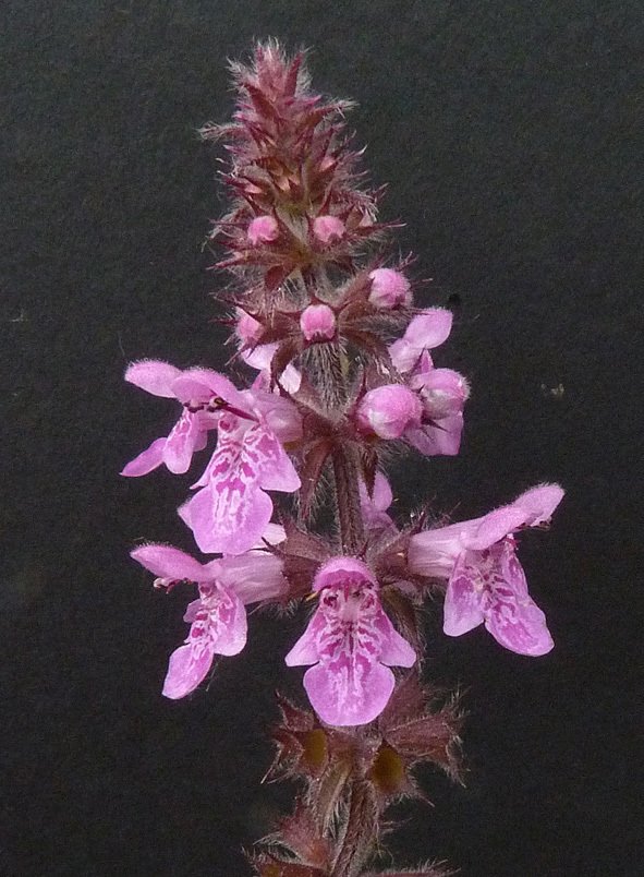 stachys palustris