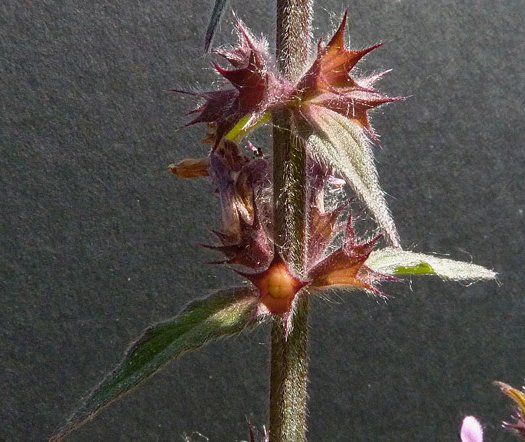 stachys palustris