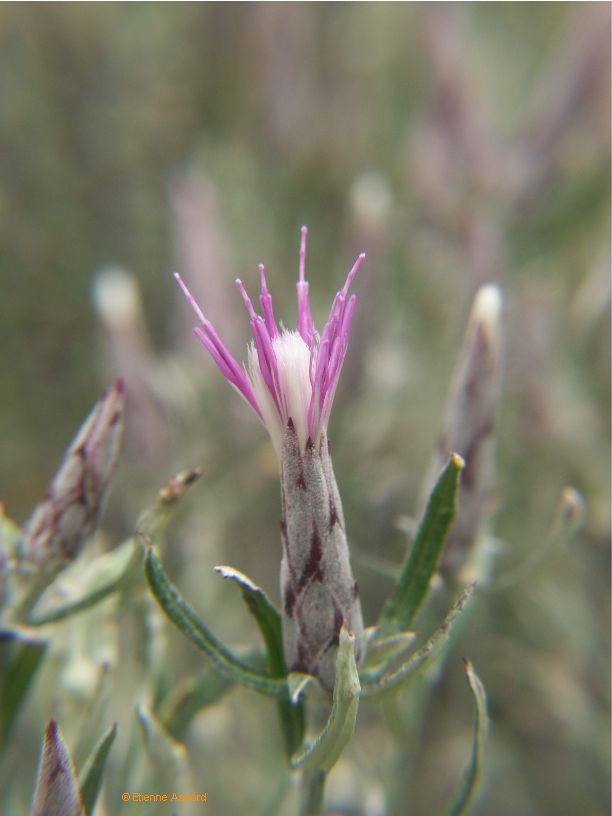 Staehelina dubiastaehelina dubia