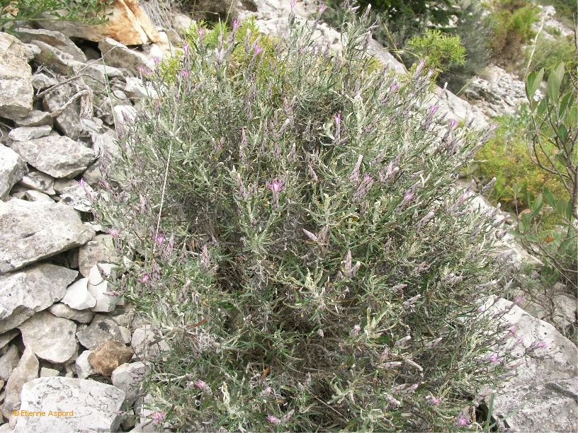 Staehelina dubiastaehelina dubia