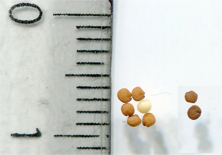 stellaria media