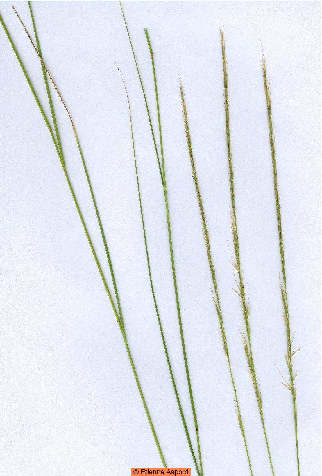 stipa bromoides