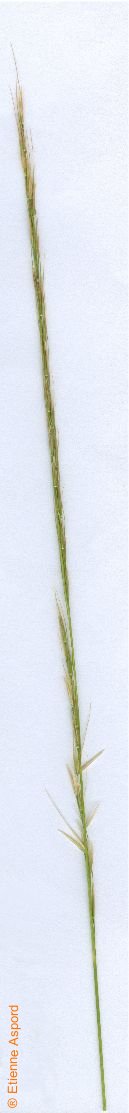 stipa bromoides