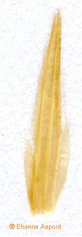 stipa bromoides