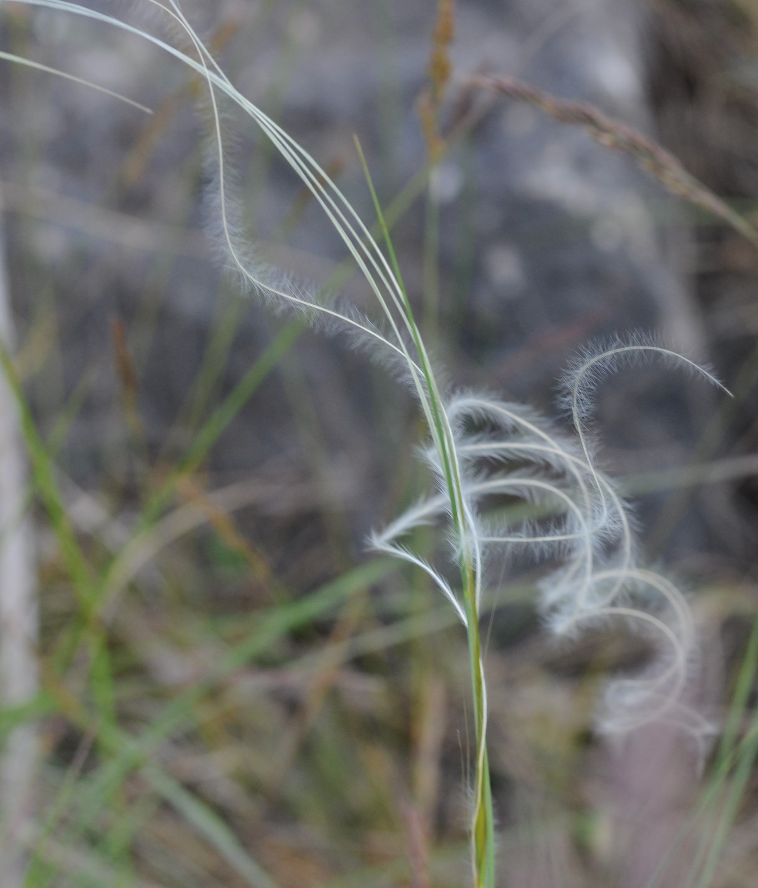 stipa gallica