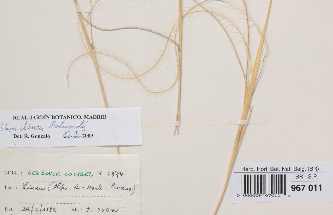 stipa iberica