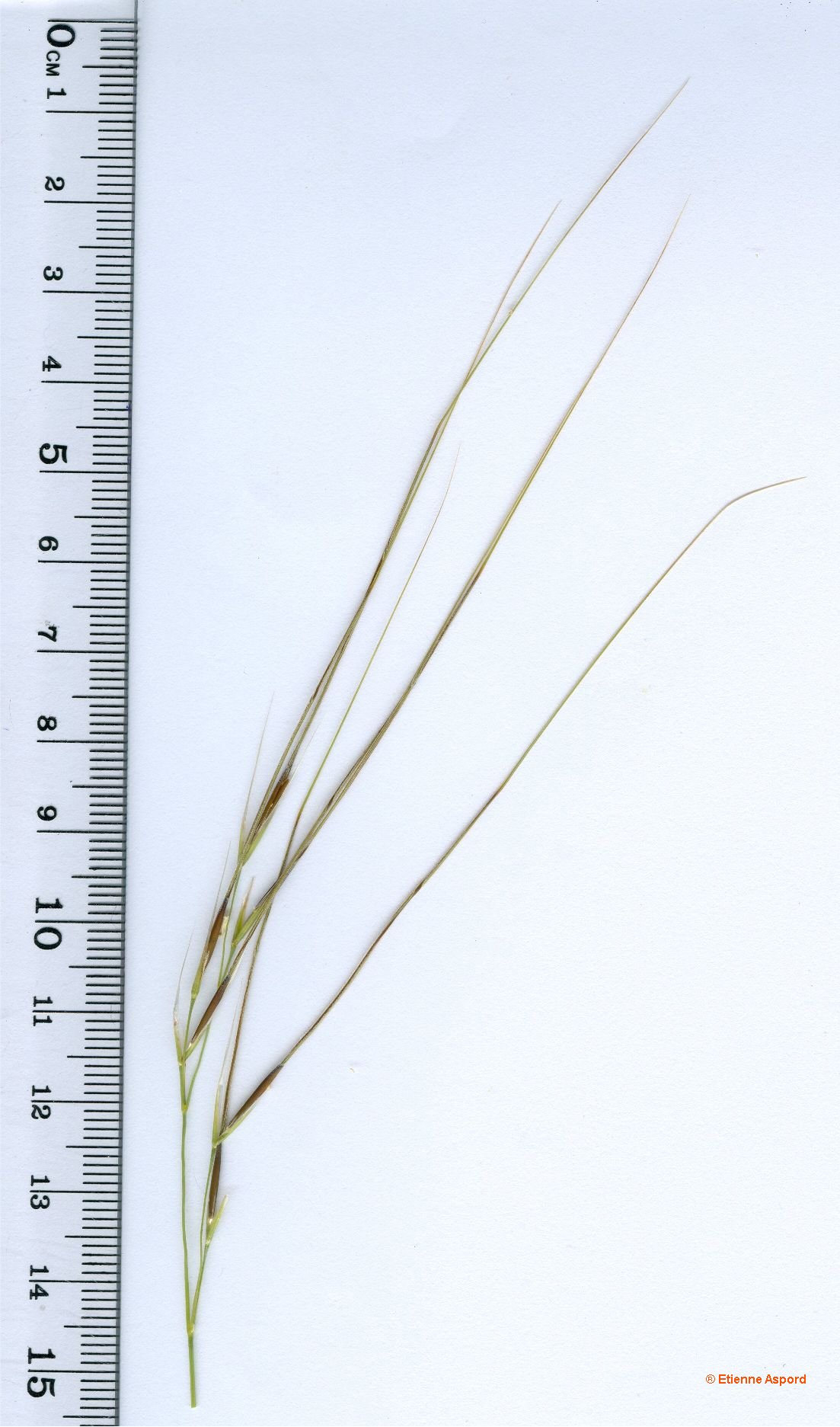 stipa offneri