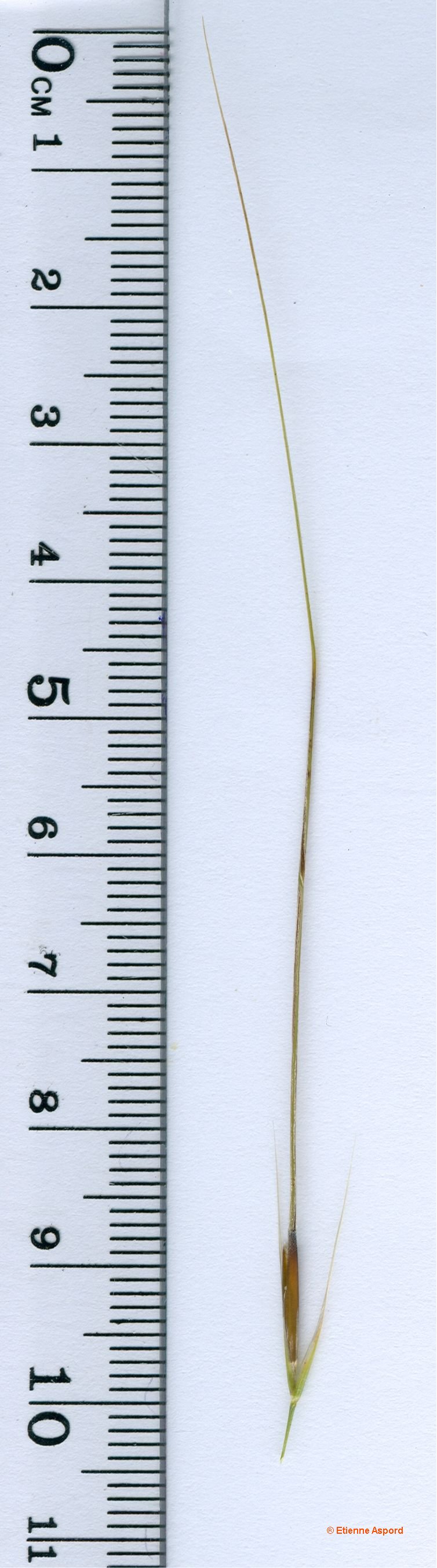 stipa offneri