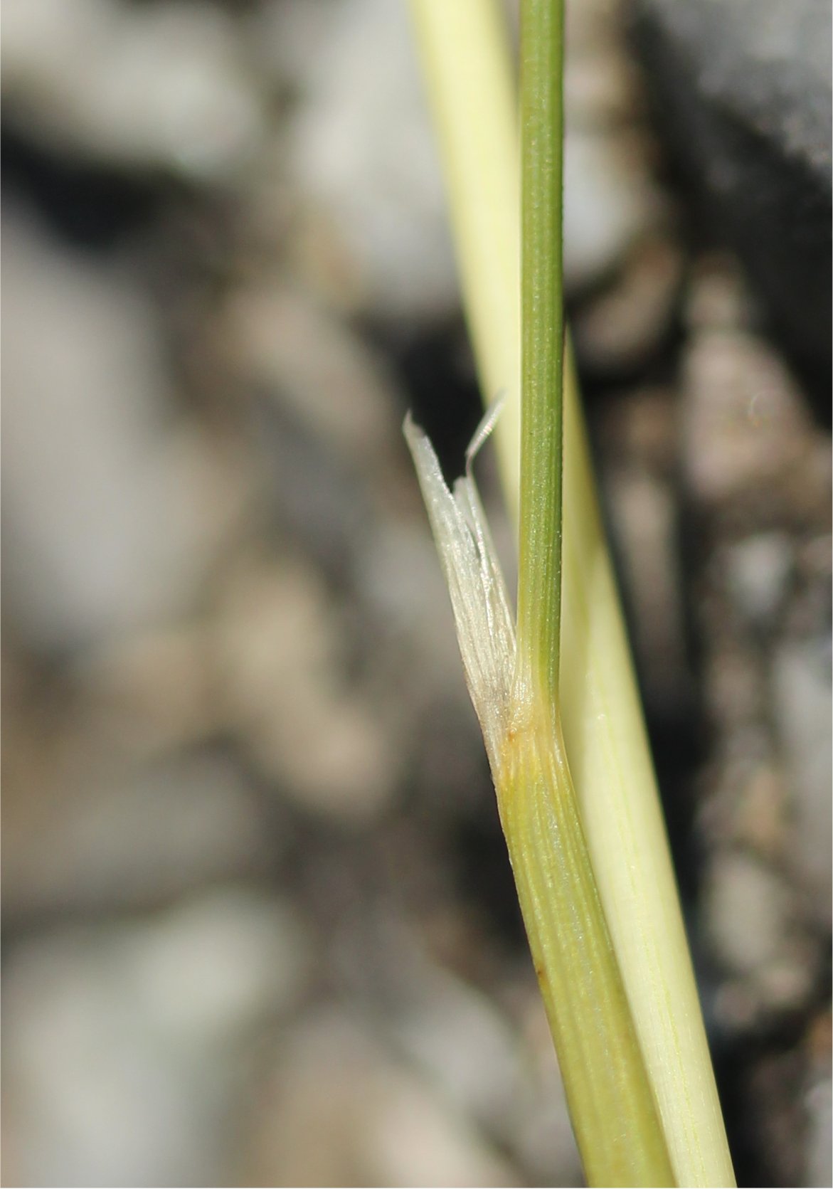 stipa offneri