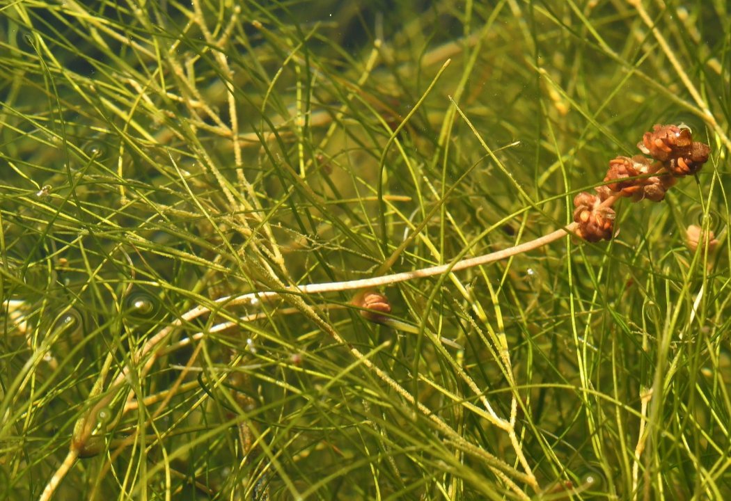 Stuckenia pectinatastuckenia pectinata
