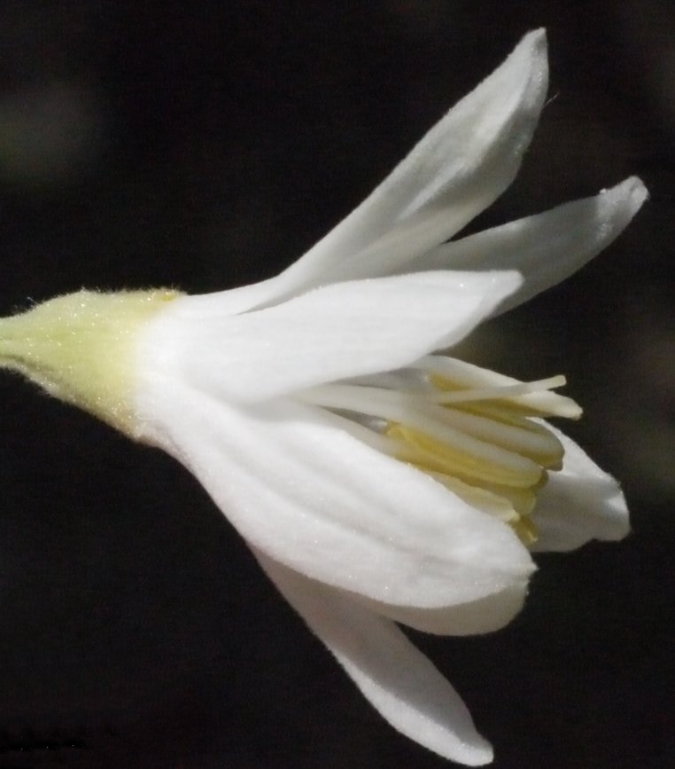 Styrax officinalis